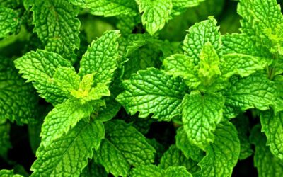 Three-in-one: peppermint’s benefits for body and mind
