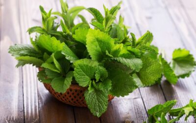 This is why peppermint essential oil is one of the most popular essential oils