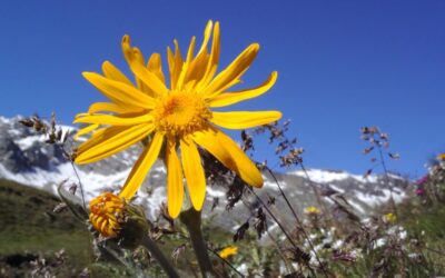 Mountain arnica: a natural solution for pain and inflammation