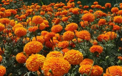 Garden marigold – the healing gold of the skin