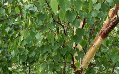 Common birch: natural support for urinary tract complaints and kidney gravel
