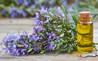Rosemary essential oil – refreshing energy for body and mind