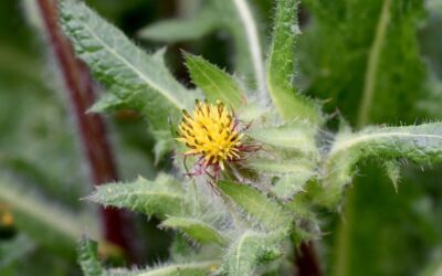 Blessed thistle tea: natural support for digestion
