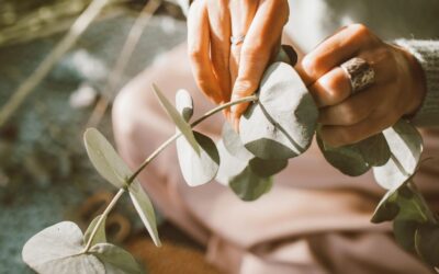 Eucalyptus – nature’s gift for our health