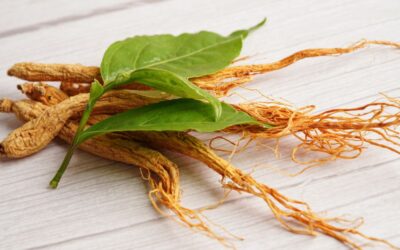 The power root: how ginseng can support you in everyday life