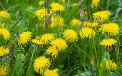 More than you think – why dandelion is still widely used