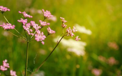 Centaury – a classic herb for supporting digestion