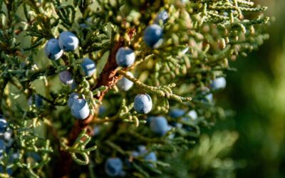 Juniper – more than a spice: when your body needs a little support
