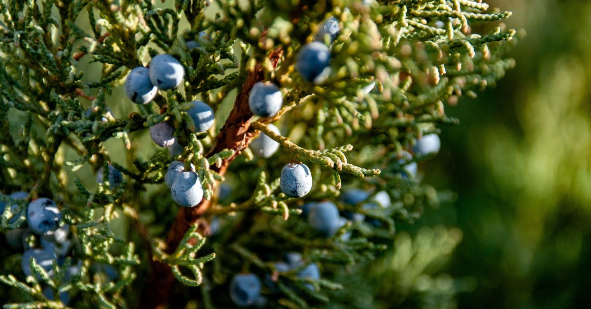 közönséges boróka