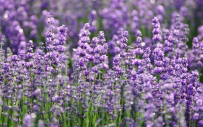 Lavender: more than just a pleasant scent