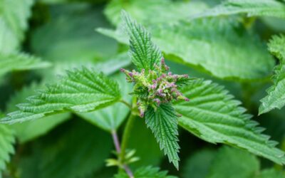 Stinging nettle: natural support for diuresis, the urinary tract, and prostate health