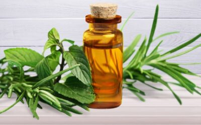 Tea tree essential oil – a must-have in your home pharmacy