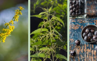 Three effective diuretic herbs: goldenrod, nettle, juniper