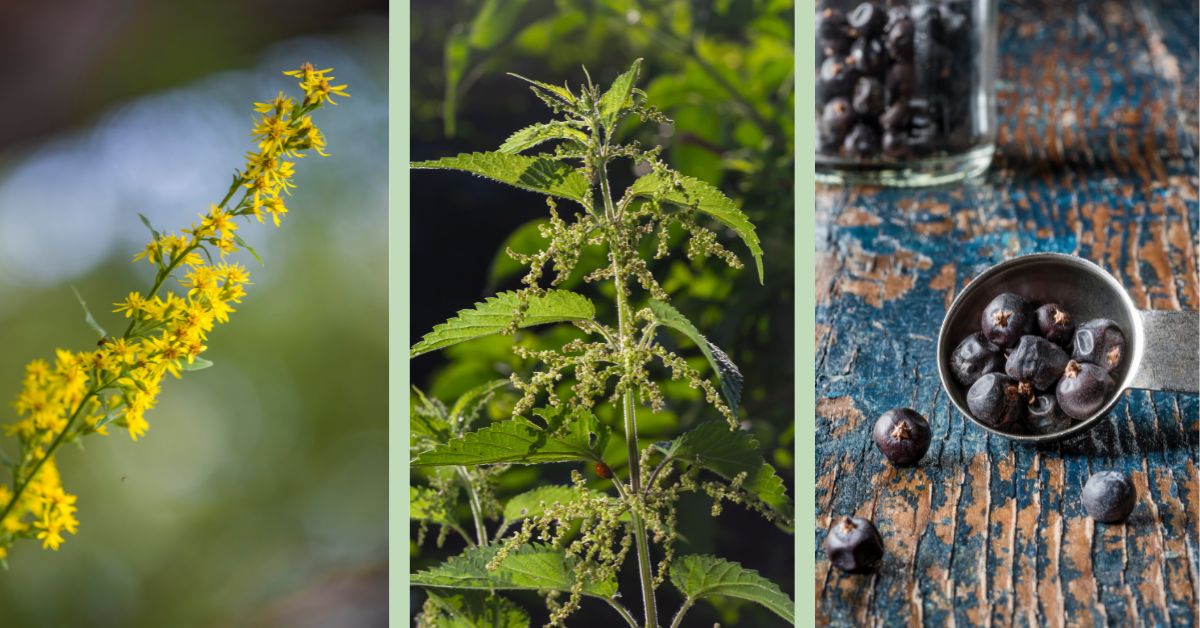 vizelethaj gyógynövények