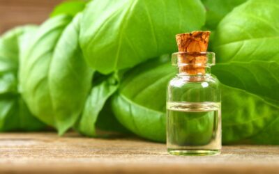 Basil essential oil: how it can support body and mind