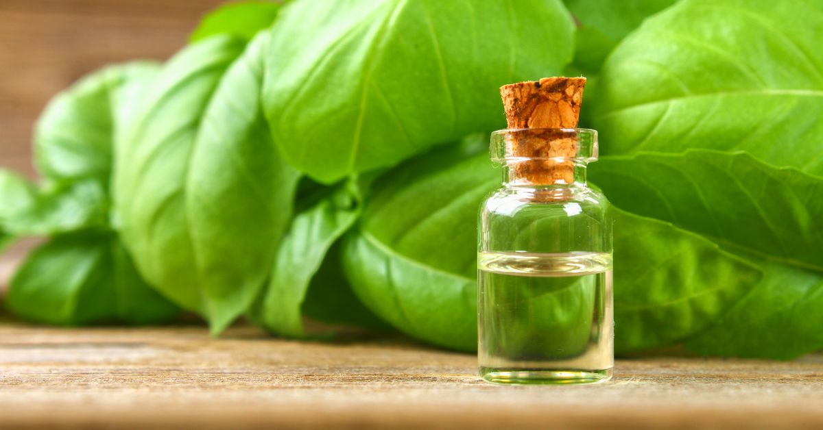 bazsalikom illóolaj