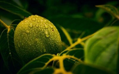 Walnut leaves – natural support for skin issues and excessive sweating