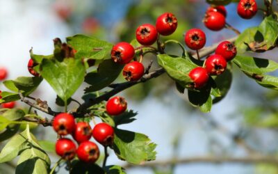 Hawthorn — Nature’s guardian of the heart