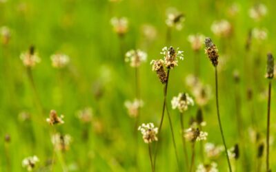 Ribwort plantain — Natural protection during a cold