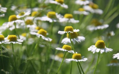 Chamomile (Matricaria recutita) – one of the most versatile medicinal herbs every household should have