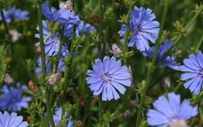 Chicory: natural support for digestion and blood sugar balance