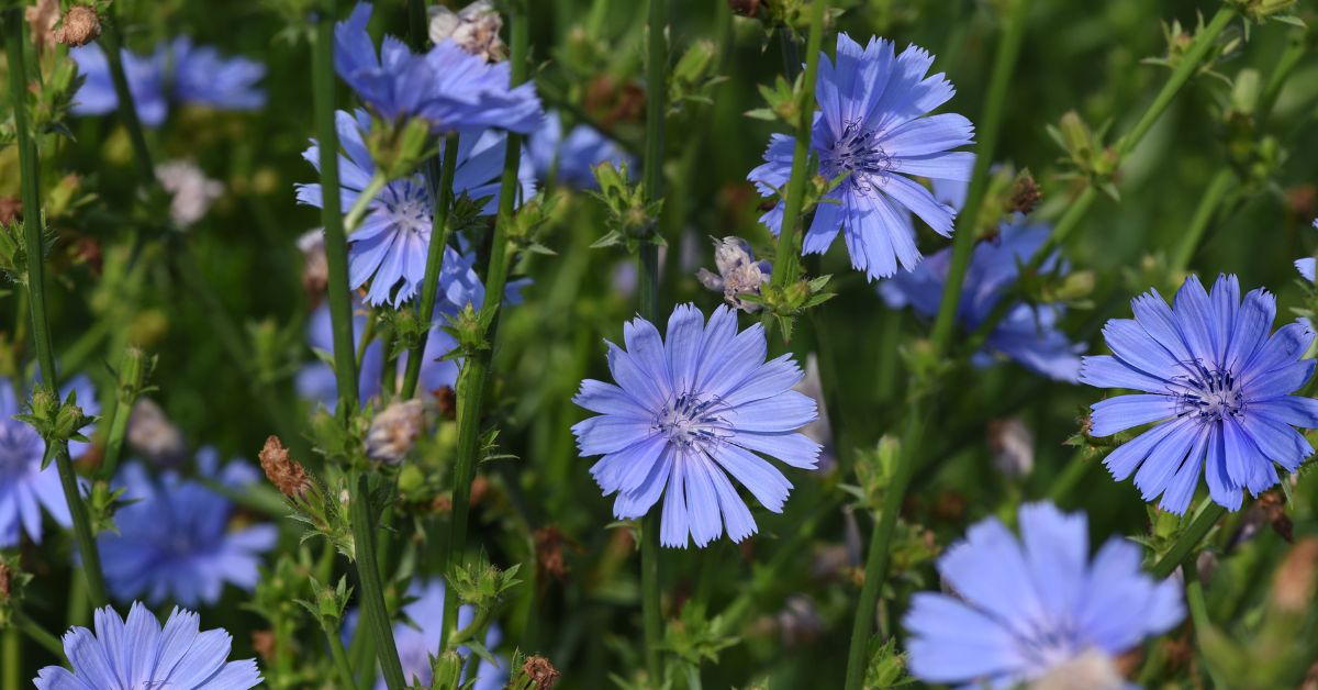 Cichorium intybus