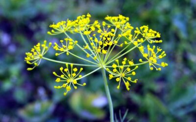 Not just for bloating – fennel essential oil is more versatile than you think