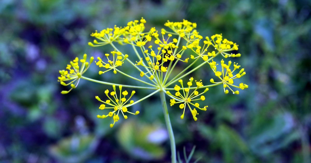 fennel