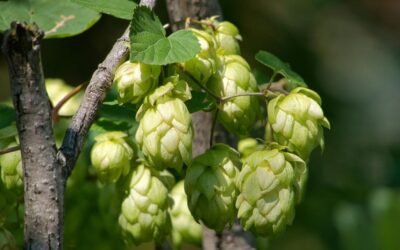 Hops: natural support for restlessness and sleep disorders