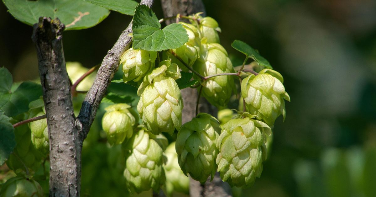 hops