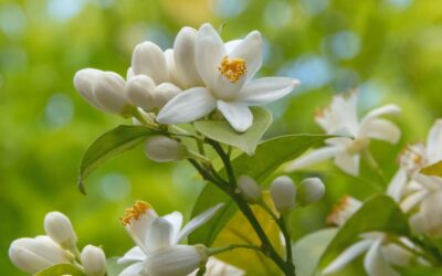 Orange blossom essential oil: benefits, uses, and how to use it