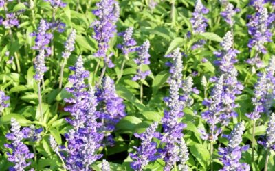Sage tea: natural antibacterial and anti-inflammatory support