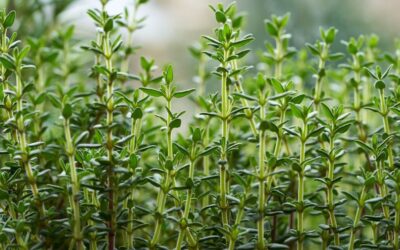 Thyme – not just a spice: how it helps with respiratory complaints