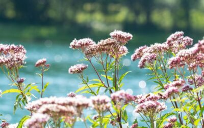 Valerian: natural support for sleep and stress relief
