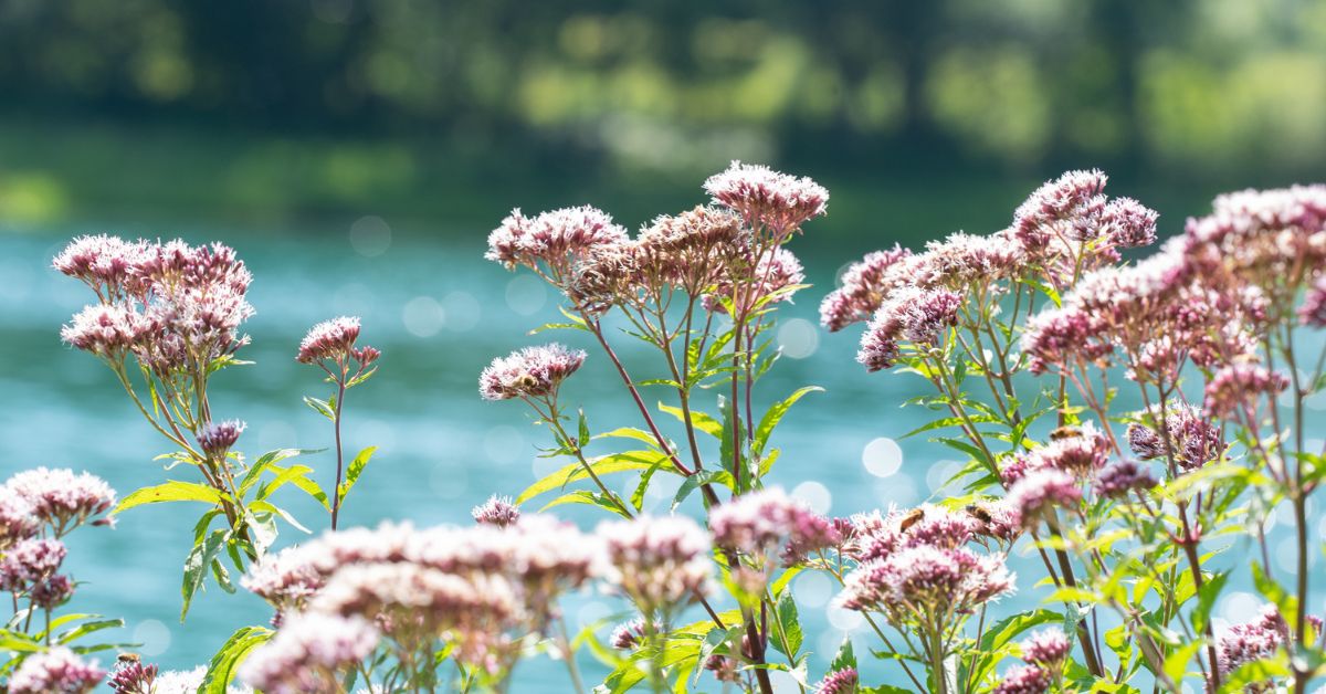 valerian