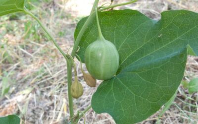 Birthwort – tracing an almost forgotten medicinal herb