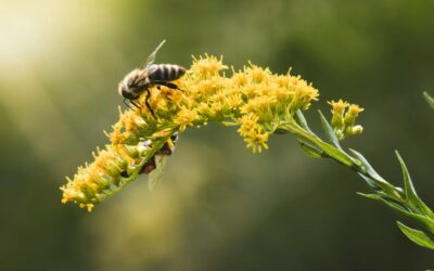 Detox made simple: how European goldenrod supports your body