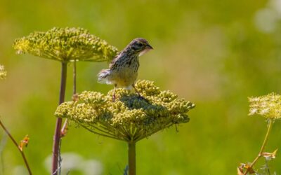Bloating and loss of appetite? Angelica may help kick-start digestion