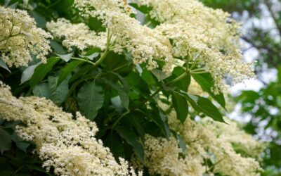 No wonder it’s used for colds: black elder