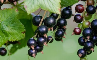 Blackcurrant – beyond immune support: benefits for the urinary tract and joints