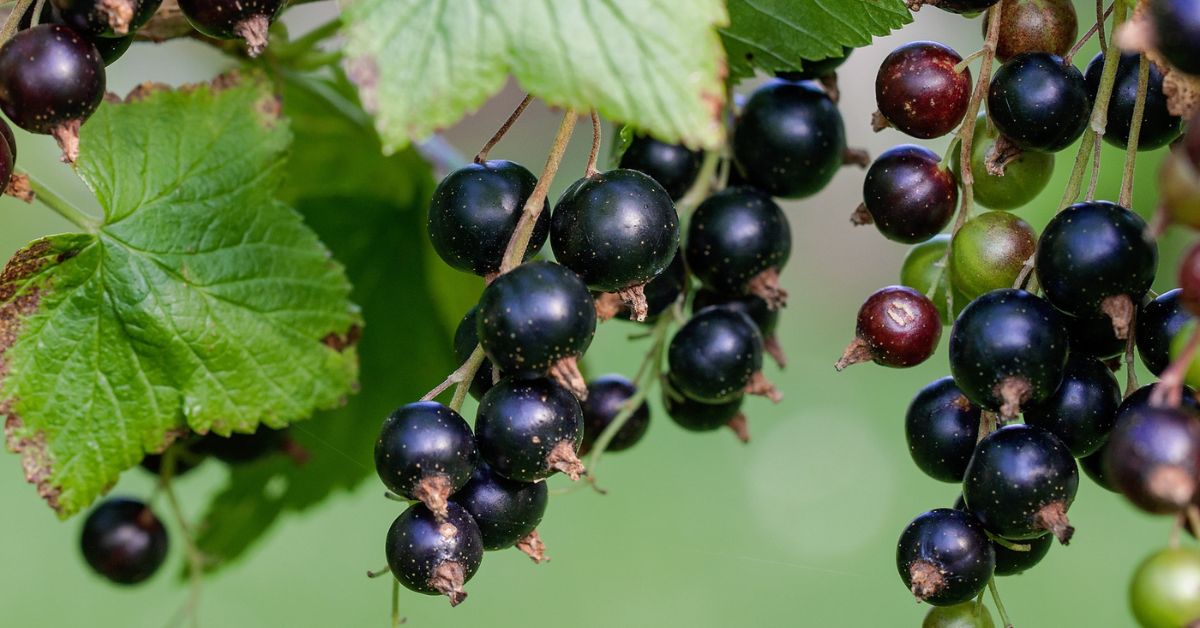 blackcurrant
