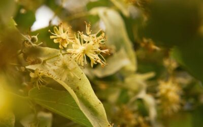 Linden tea for colds – how it helps relieve symptoms