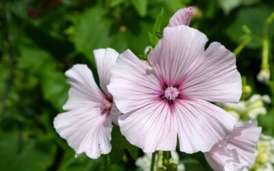 Marshmallow root (Althaea officinalis) – how it helps with sore throat and cough