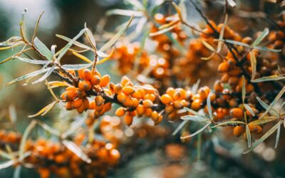 Sea buckthorn – beyond immune support: benefits for skin and regeneration