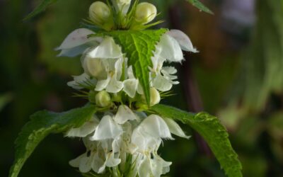 White dead-nettle tea – support for urinary and gynecological complaints