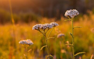 Yarrow – when different symptoms may have the same solution