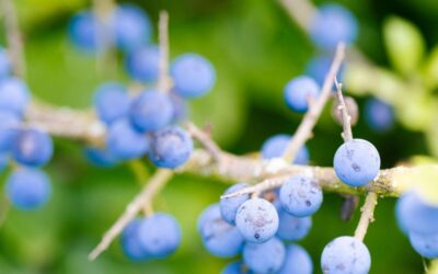 Blackthorn: natural support for digestion and immunity