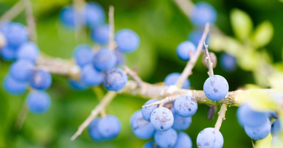 blackthorn-