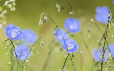 Constipation, sensitive stomach or IBS? Flaxseed may help in multiple ways