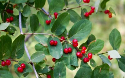 Frangula bark: natural support for constipation
